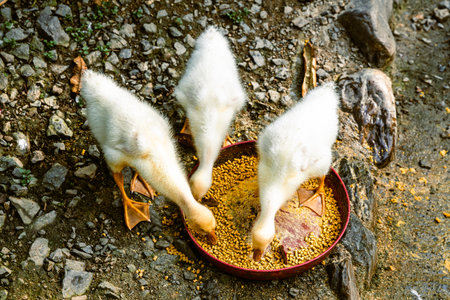 Close low-angle view of three white goslings eating yellow grain from circular container on rocky...