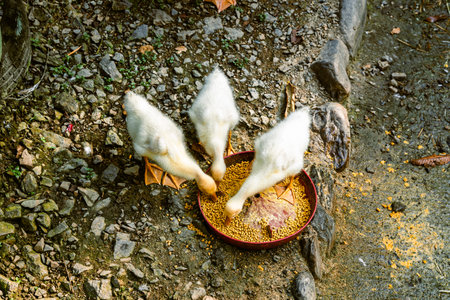 Close low-angle shot of three goslings feeding from round grain container on rocky ground near...