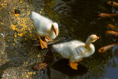 Close low-angle view of two fluffy goslings standing beside muddy pond as vibrant fish swim beneath surface near tropical countryside hotel in Santuario, Risaralda, Colombiaの写真素材