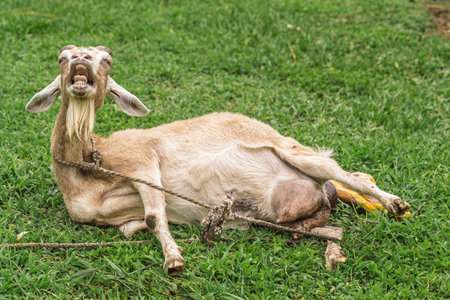 Goat lies in pain during intense labor as birth fluids emerge in rural fieldの写真素材