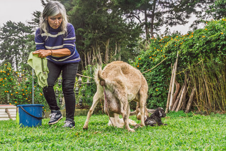 Woman observing mother goat after birth while newborn kid lies wet on grass in rural settingの写真素材