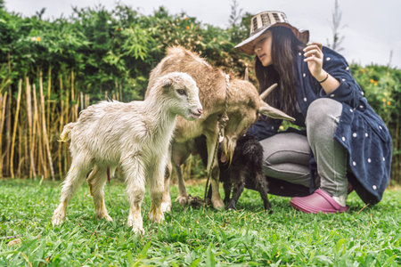Young mestiza Colombian woman with Caribbean hat caring for four goats in rural field.
