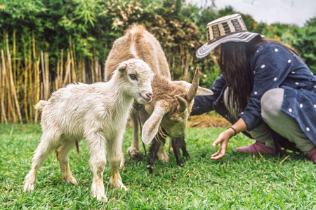 Young mestiza Colombian woman with Caribbean hat reaching out to goats in rural field.の写真素材