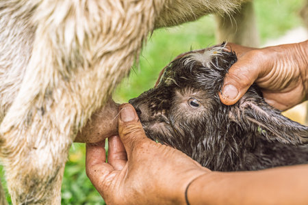 Close-up of hands helping wet baby goat nurse from mother after birth in rural Colombia.の写真素材