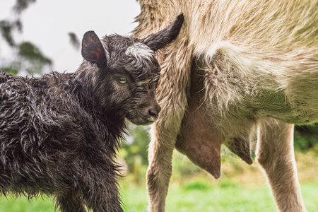 Wet black baby goat standing beside mother in rural Colombia.の写真素材