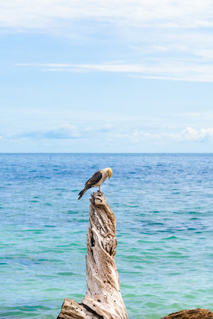 Yellow-headed Caracara resting on driftwood in turquoise sea with copy space in Mucura Island, Colombian Caribbean.の写真素材