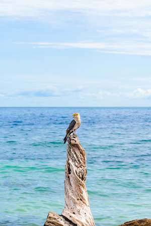 Yellow-headed Caracara singing on driftwood in turquoise sea with copy space in Mucura Island, Colombian Caribbean.の写真素材