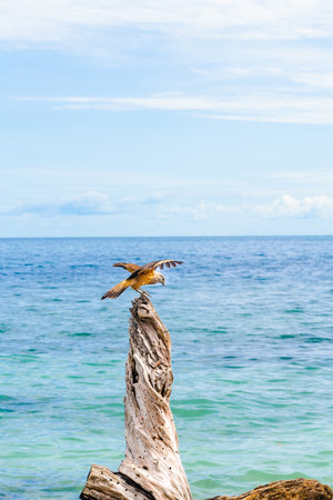 Yellow-headed Caracara in mid-motion on driftwood in turquoise sea with copy space in Mucura Island, Colombian Caribbean.の写真素材