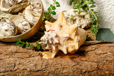 Close-up of assorted seashells and spiky conch shell arranged on rustic bark with trailing plant in...