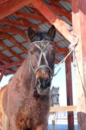 Horse at equestrian yard in Siberiaの写真素材