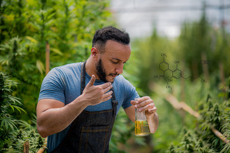 Smart male farmer analyzing marijuana plant using science lab equipment and working with laptop...