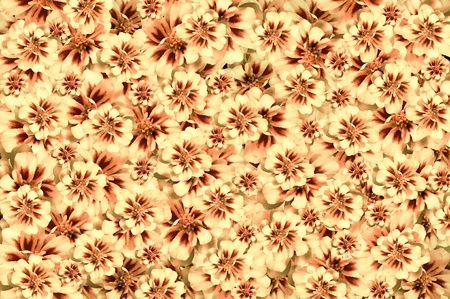Texture from the flowers of  flowers scattered in disarray at the forefront and creates background textureの写真素材