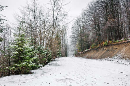 winter Forest