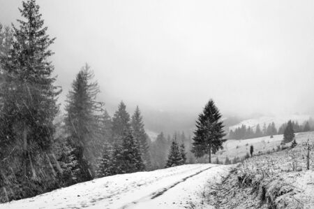 Winter Carpathians, snow-capped mountains and forestの写真素材