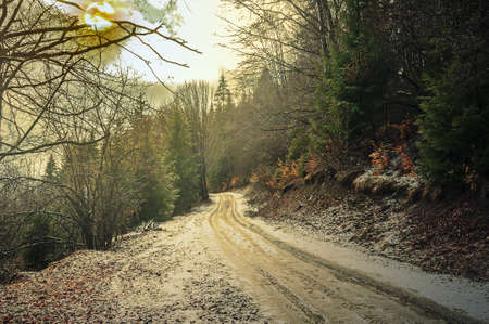  Winter forest in Carpathiansの写真素材