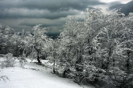 Winter Carpathians, snow-capped mountains and forest