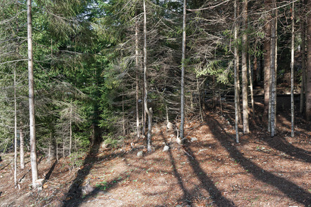 Forest in October, cloudy weather, the road passing through the forest, conifersの写真素材