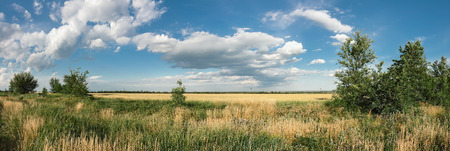 Panorama rustic wheat field, steppe landscape against the blue sky with white cloudsの写真素材