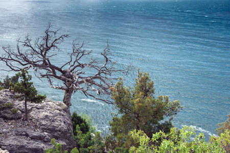 Crimean peninsula,  Black Sea coast, on the shore from the rock tree grows on the sea background
