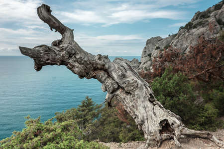 Crimean peninsula,  Black Sea coast, on the shore from the rock tree grows on the sea backgroundの写真素材