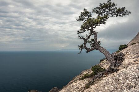 Crimean peninsula,  Black Sea coast, on the shore from the rock tree grows on the sea backgroundの写真素材