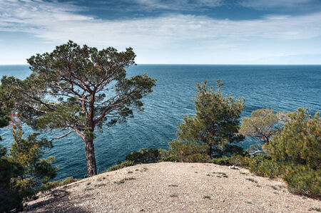 Crimean peninsula,  Black Sea coast, on the shore from the rock tree grows on the sea background