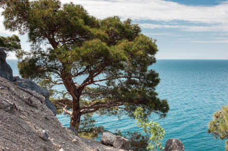 Crimean peninsula,  Black Sea coast, on the shore from the rock tree grows on the sea backgroundの写真素材