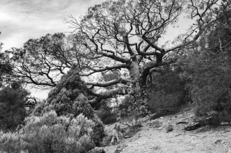 Vegetation on the mountain coast of the Black Seaの写真素材