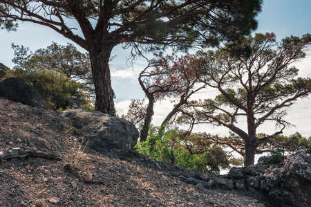 Vegetation on the mountain coast of the Black Sea
