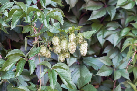 Background of green leaves of wild grapes, crawling on the wall
