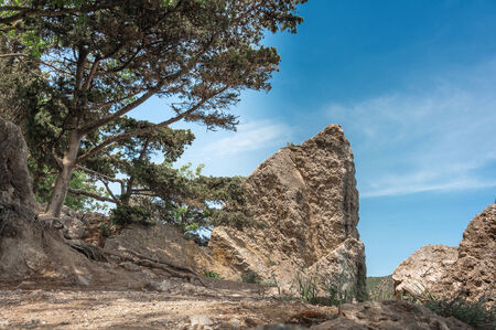 Vegetation on the mountain coast of the Black Seaの写真素材