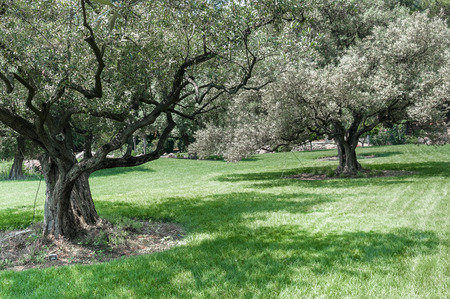 Landscaped parkland in the village Partenit.  Park of Aivazovsky \"Paradise\" in Partenite. Ukraine, Crimearaine, Crimeaの写真素材