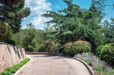 Summer landscape in the park, park avenue surrounded by exotic plants of the Crimea, sunny weatherの写真素材