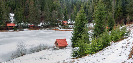 Ukraine, winter forest in the Carpathian Mountains, pine trees covered with snow, the resort area in...