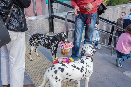 Trained dogs are handing out to passers-by pots of flowersのeditorial素材