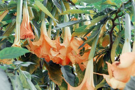A large flower on a background of green leavesの写真素材