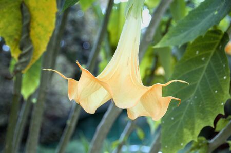 A large flower on a background of green leavesの写真素材