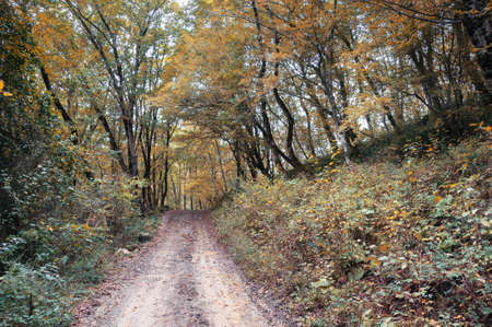Forest trail in autumn forest