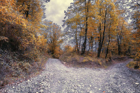 autumn forestの写真素材