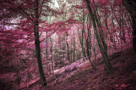 autumn forestの写真素材