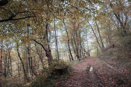 autumn forest