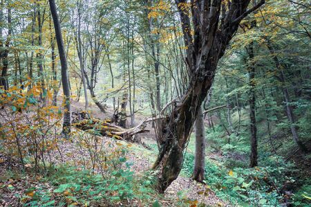 autumn forest