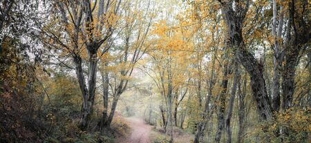 Autumn forest. Forest trail in autumn forest