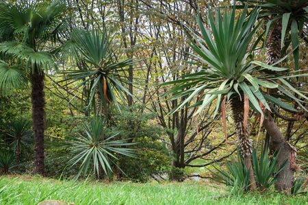 Botanical Garden, Arboretum in Sochi. Russiaの写真素材