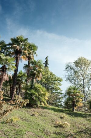 Botanical Garden, Arboretum in Sochi. Russiaの写真素材