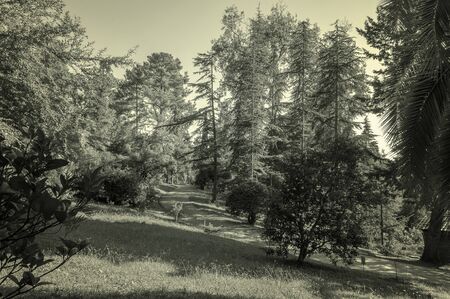 Park alley in the botanical garden of Sochi, Russiaの写真素材