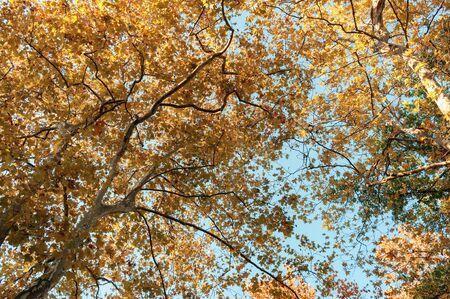 The branches of the crown of a tree with leaves of different colorsの写真素材