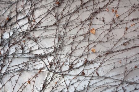 Background, texture Wall from the destruction of the plaster and dry vines