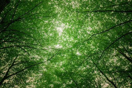 autumn forestの写真素材