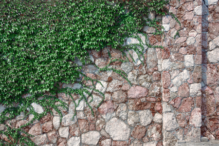 The fence of green space, stone and climbing plantsの写真素材